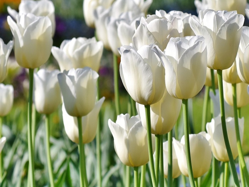 BUNDESGARTENSCHAU HEILBRONN 2019